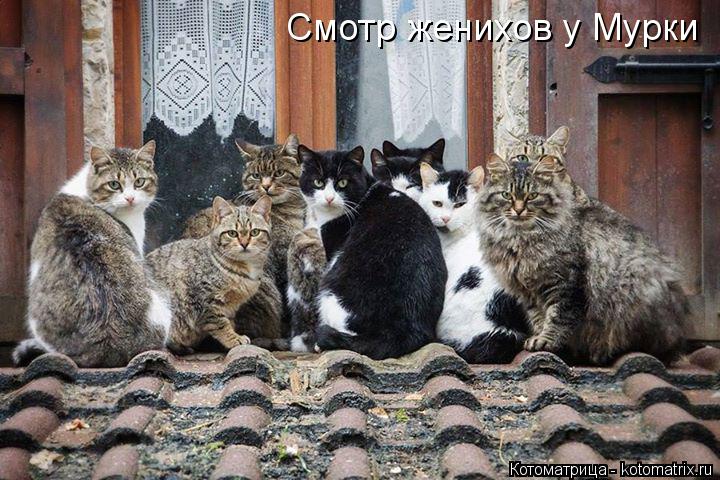 Котоматрица: Смотр женихов у Мурки