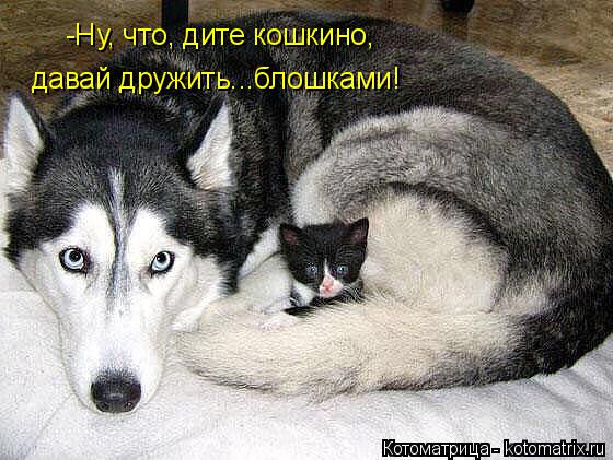 Котоматрица: -Ну, что, дите кошкино, давай дружить...блошками!