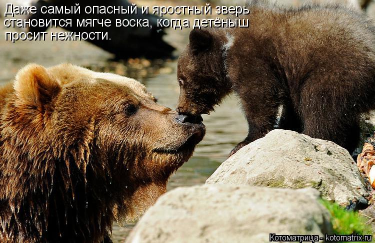 Даже самый опасный и яростный зверь становится мягче воска, когда детёныш просит нежности.... Котоматрица: Даже самый опасный и яростный зверь становится мягче воска, когда детёныш просит нежности.