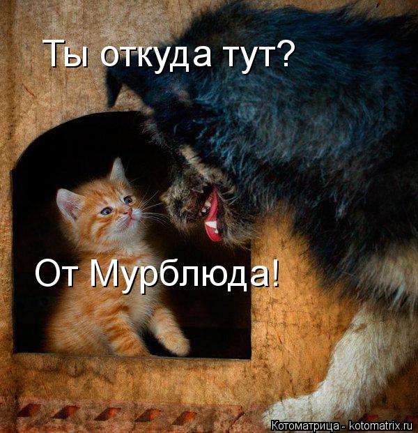 Котоматрица: Ты откуда тут? От Мурблюда!