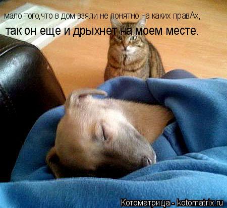Котоматрица: мало того,что в дом взяли не понятно на каких правАх, так он еще и дрыхнет на моем месте.