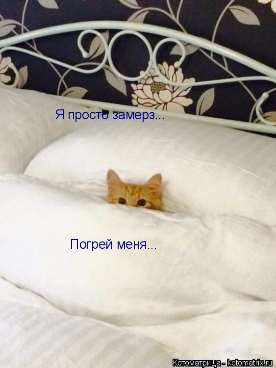Котоматрица: Я просто замерз... Погрей меня...
