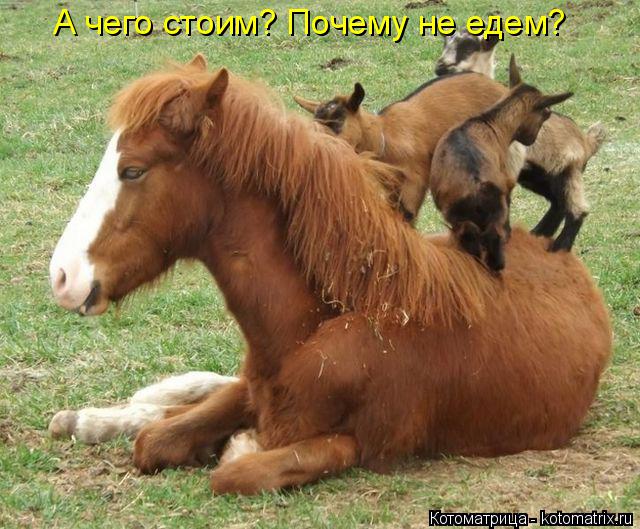 Котоматрица: А чего стоим? Почему не едем?