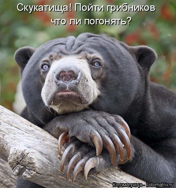 Котоматрица: Скукатища! Пойти грибников что ли погонять?