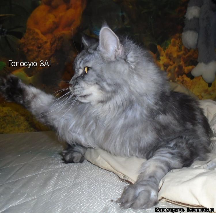 Голосую ЗА!... Котоматрица: Голосую ЗА!