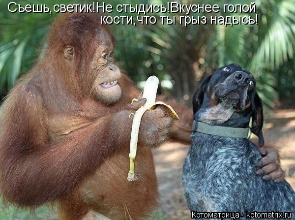 Котоматрица: Съешь,светик!Не стыдись!Вкуснее голой кости,что ты грыз надысь!
