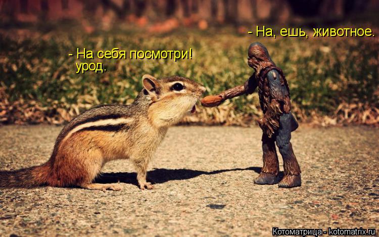 - На, ешь, животное. - На себя посмотри! урод.... Котоматрица: - На, ешь, животное. - На себя посмотри! урод.