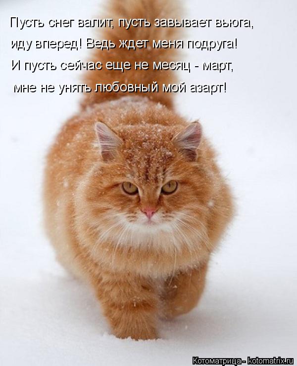Котоматрица: Пусть снег валит, пусть завывает вьюга, иду вперед! Ведь ждет меня подруга! И пусть сейчас еще не месяц - март, мне не унять любовный мой азарт