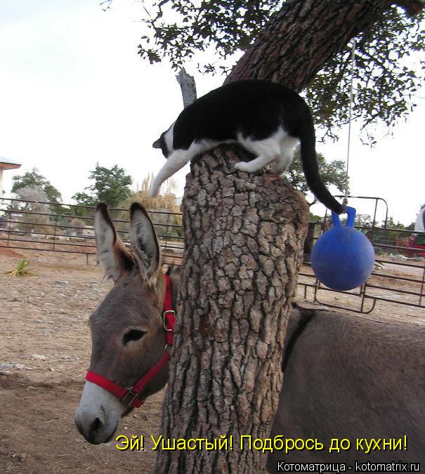 Котоматрица: Эй! Ушастый! Подбрось до кухни!
