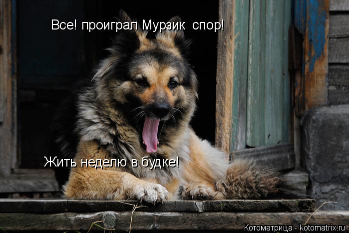 Котоматрица: Все! проиграл Мурзик  спор! Жить неделю в будке!