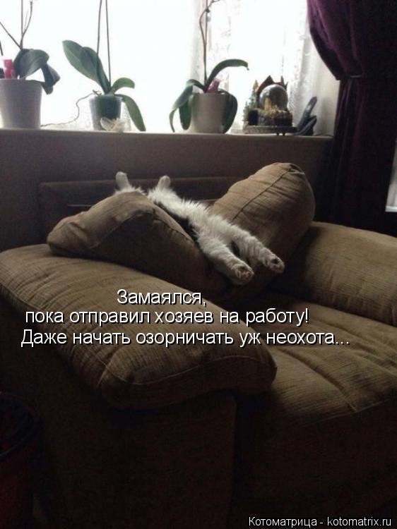 Замаялся, пока отправил хозяев на работу! Даже начать озорничать уж неохота...... Котоматрица: Замаялся, пока отправил хозяев на работу! Даже начать озорничать уж неохота...