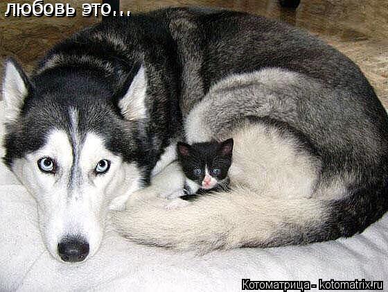 Котоматрица: любовь это... любовь это...