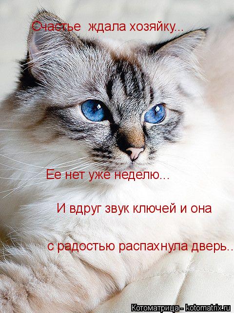 Котоматрица: Счастье  ждала хозяйку... Ее нет уже неделю... И вдруг звук ключей и она с радостью распахнула дверь...