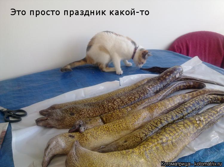 Котоматрица: Это просто праздник какой-то