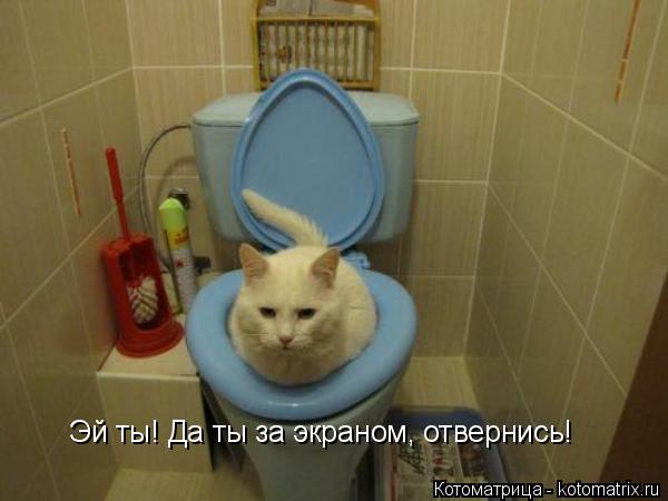 Эй ты! Да ты за экраном, отвернись!... Котоматрица: Эй ты! Да ты за экраном, отвернись!