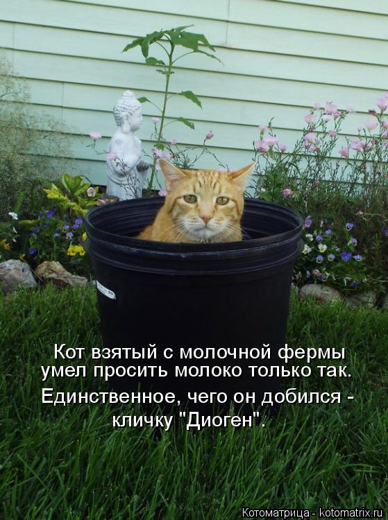 Кот взятый с молочной фермы умел просить молоко только так. Единственное, чего он добился - кличку "... Котоматрица: Кот взятый с молочной фермы умел просить молоко только так. Единственное, чего он добился - кличку "Диоген".