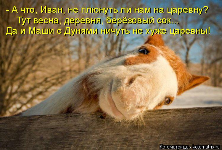 Котоматрица: - А что, Иван, не плюнуть ли нам на царевну? Тут весна, деревня, берёзовый сок... Да и Маши с Дунями ничуть не хуже царевны!