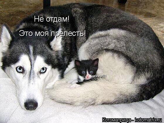Котоматрица: Не отдам! Это моя прелесть! мама!!!