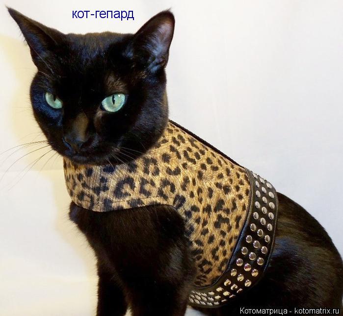 Котоматрица: кот-гепард