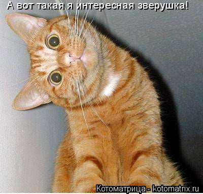 Котоматрица: А вот такая я интересная зверушка!