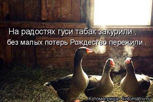 Котоматрица: На радостях гуси табак закурили ,  без малых потерь Рождество пережили .
