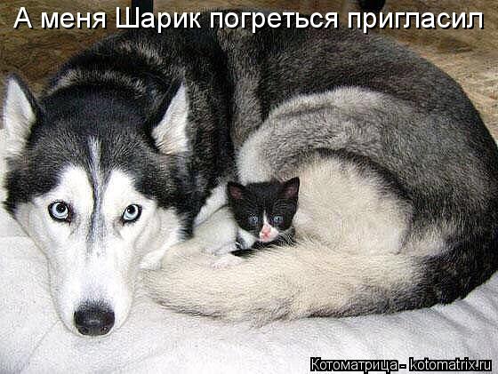 Котоматрица: А меня Шарик погреться пригласил