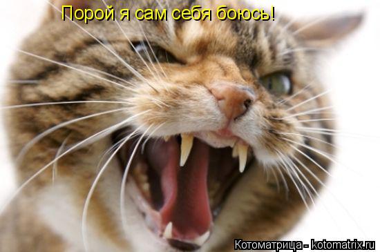 Котоматрица: Порой я сам себя боюсь!
