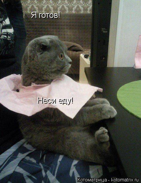 Котоматрица: Я готов!  Неси еду!