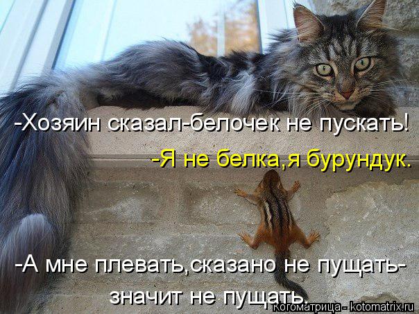 -Хозяин сказал-белочек не пускать! -Я не белка,я бурундук. -А мне плевать,сказано не пущать- значит н... Котоматрица: -Хозяин сказал-белочек не пускать! -Я не белка,я бурундук. -А мне плевать,сказано не пущать- значит не пущать.