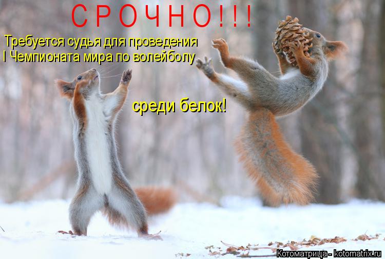 Котоматрица: С Р О Ч Н О ! ! ! Требуется судья для проведения I Чемпионата мира по волейболу среди белок!