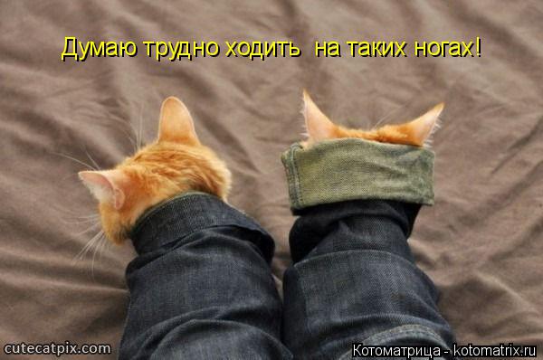 Думаю трудно ходить на таких ногах!... Котоматрица: Думаю трудно ходить на таких ногах!