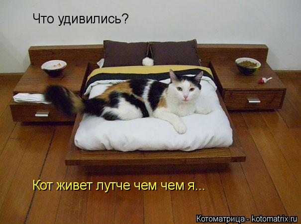Что удивились? Кот живет лутче чем чем я...... Котоматрица: Что удивились? Кот живет лутче чем чем я...