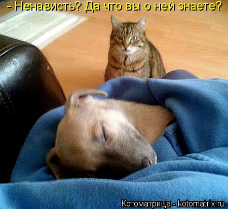 Котоматрица: - Ненависть? Да что вы о ней знаете?
