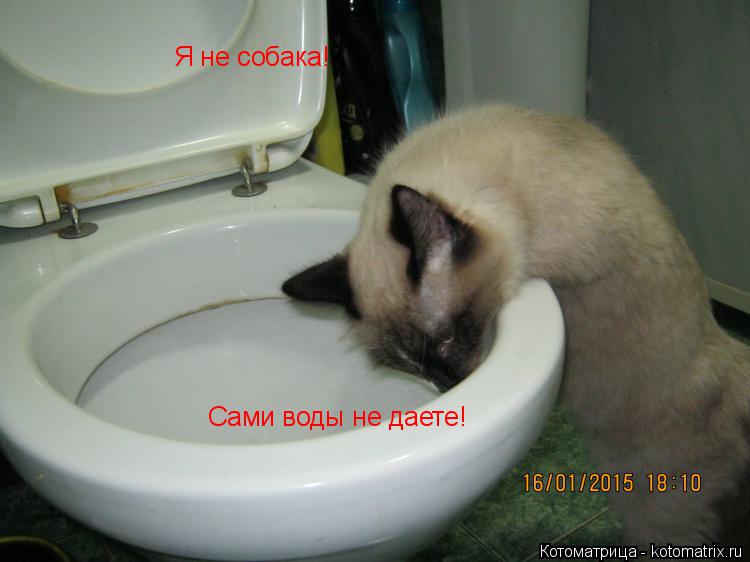 Котоматрица: Я не собака! Сами воды не даете!
