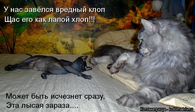 Котоматрица: У нас завёлся вредный клоп Щас его как лапой хлоп!!! Может быть исчезнет сразу, Эта лысая зараза....