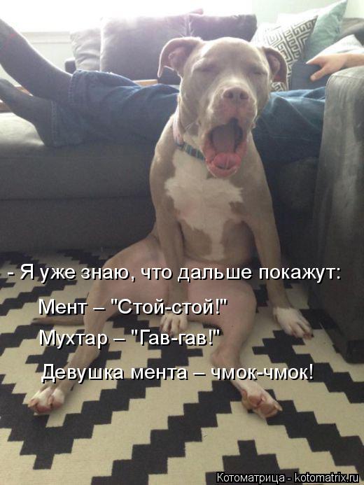 Котоматрица: - Я уже знаю, что дальше покажут: Мент – "Стой-стой!"  Мухтар – "Гав-гав!" Девушка мента – чмок-чмок!