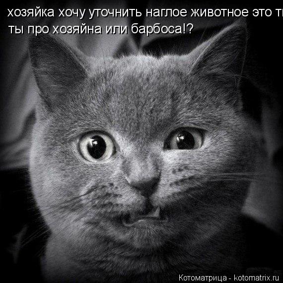 Котоматрица: хозяйка хочу уточнить наглое животное это ты про хозяйна  или про барбоса?! ты про хозяйна или барбоса!?