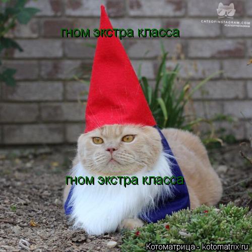 гном экстра класса гном экстра класса... Котоматрица: гном экстра класса гном экстра класса