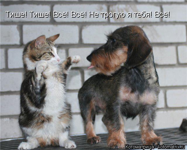 Котоматрица: Тише! Тише! Всё! Всё! Не трогую я тебя! Всё!