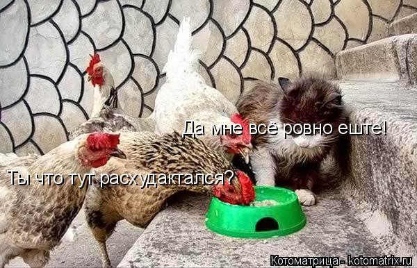 Котоматрица: Ты что тут расхудактался? Да мне всё ровно еште!