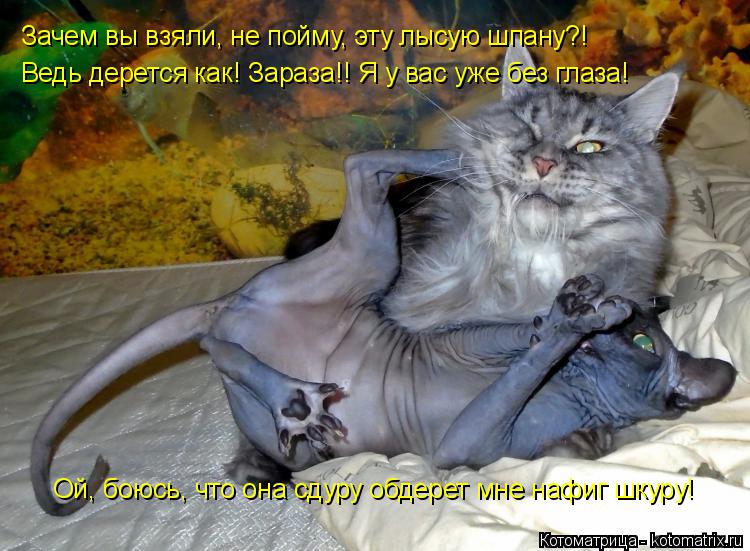 Котоматрица: Зачем вы взяли, не пойму, эту лысую шпану?! Ведь дерется как! Зараза!! Я у вас уже без глаза! Ой, боюсь, что она сдуру обдерет мне нафиг шкуру!
