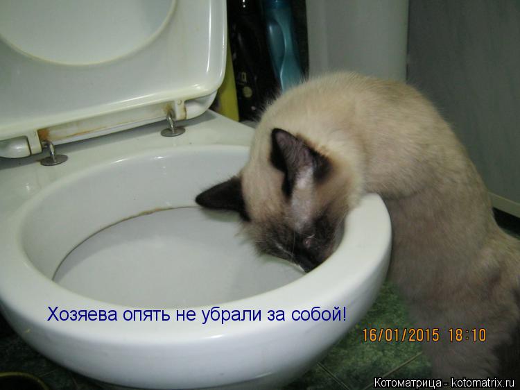 Котоматрица: Хозяева опять не убрали за собой!