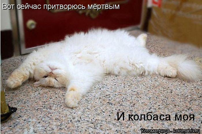 Котоматрица: Вот сейчас притворюсь мёртвым И колбаса моя