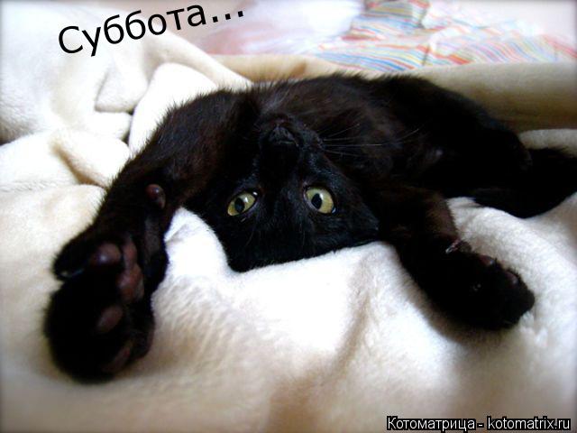 Котоматрица: Суббота... Суббота...