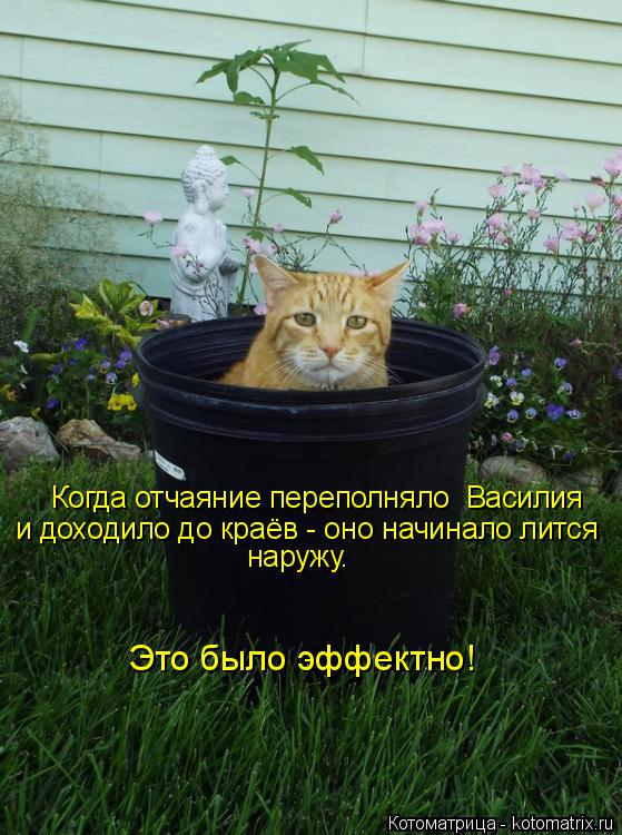 Когда отчаяние переполняло Василия и доходило до краёв - оно начинало лится наружу. Это было эффект... Котоматрица: Когда отчаяние переполняло Василия и доходило до краёв - оно начинало лится наружу. Это было эффектно!
