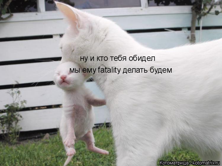 Котоматрица: ну и кто тебя обидел мы ему fatality делать будем