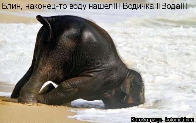 Котоматрица: Блин, наконец-то воду нашел!!! Водичка!!!Вода!!!