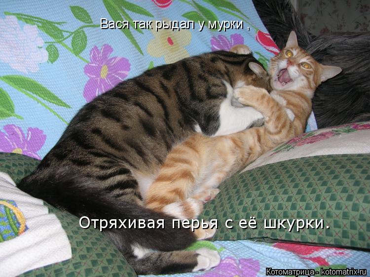 Котоматрица: Вася так рыдал у мурки , Отряхивая перья с её шкурки.