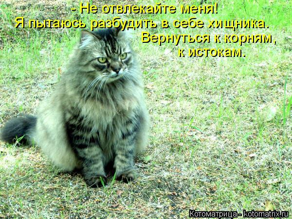 Котоматрица: - Не отвлекайте меня!  Я пытаюсь разбудить в себе хищника. Вернуться к корням,  к истокам.