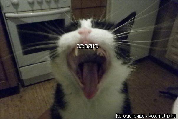 Котоматрица: зеваю
